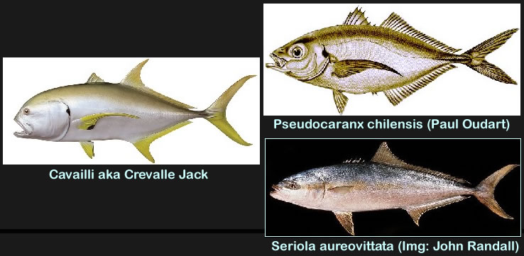 Cavalli Fish Comparisons